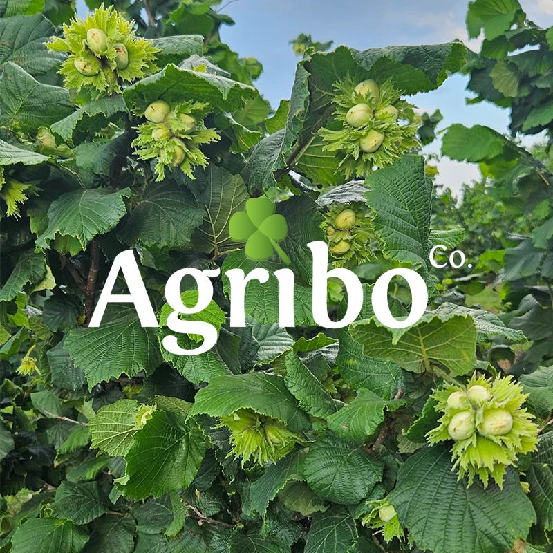 agribo proizvodnja lešnika